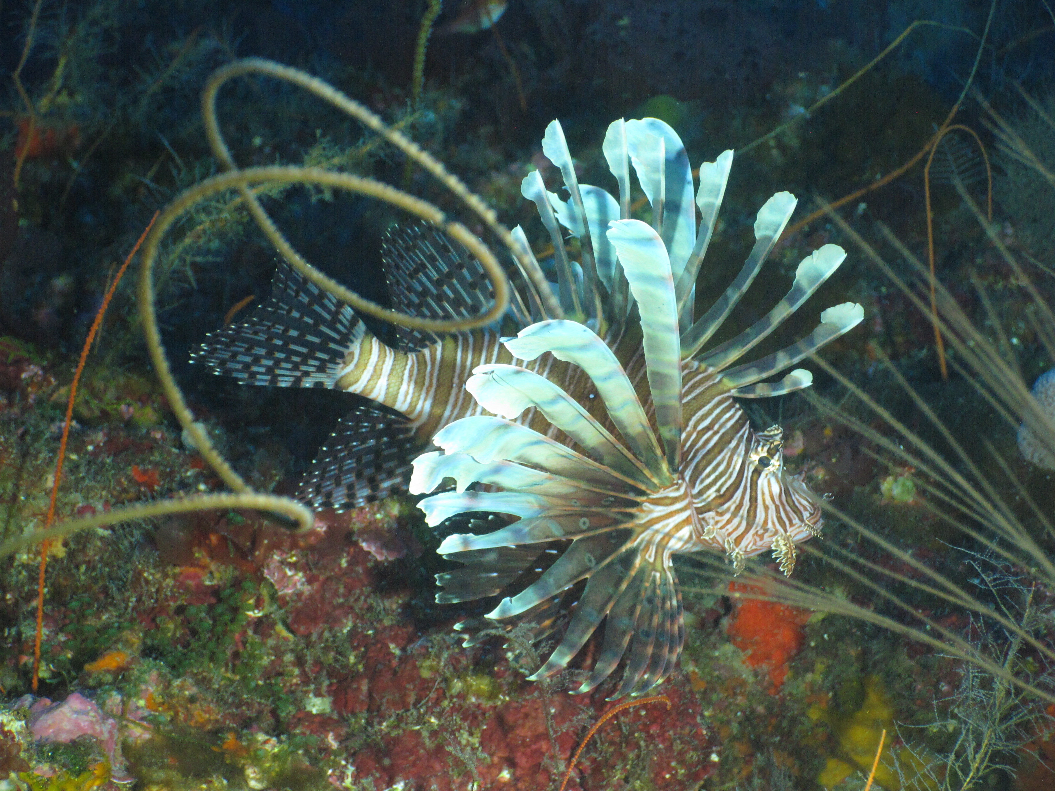 A striped lionfish fans its long fins above a reef in Flower Garden Banks National Marine Sanctuary.